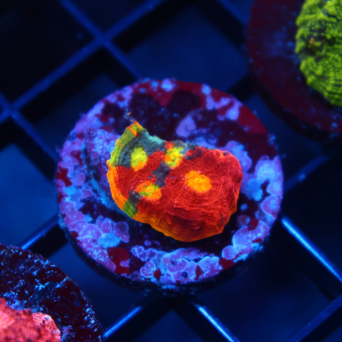 TCK Insanity Rainbow Chalice