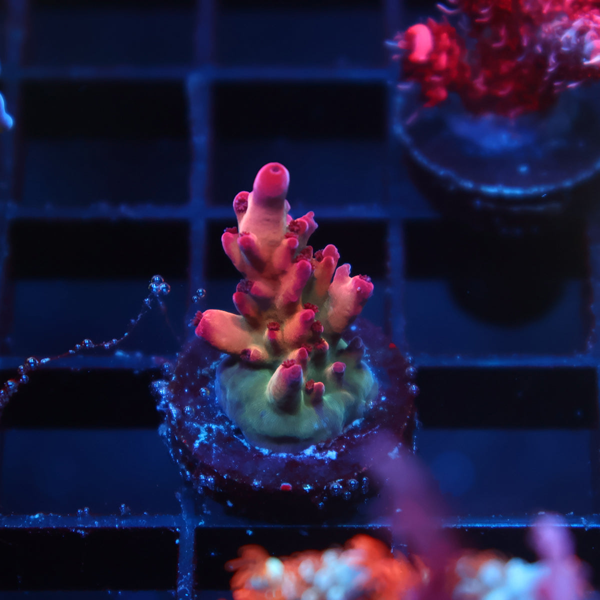 TCK Poisonberry Granulosa