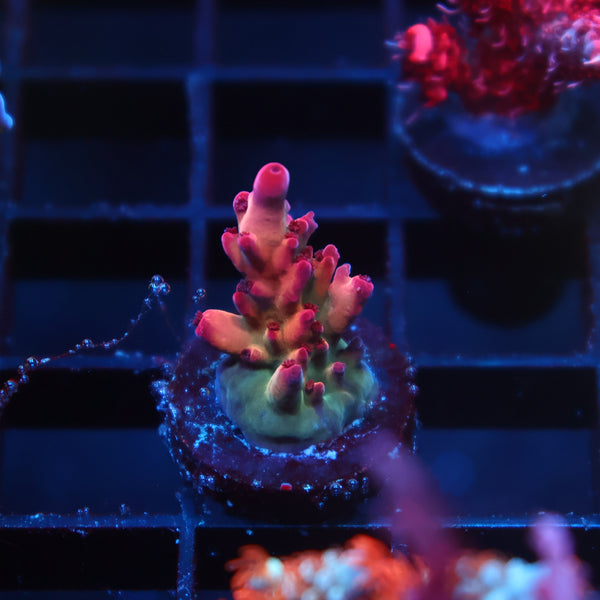 TCK Poisonberry Granulosa