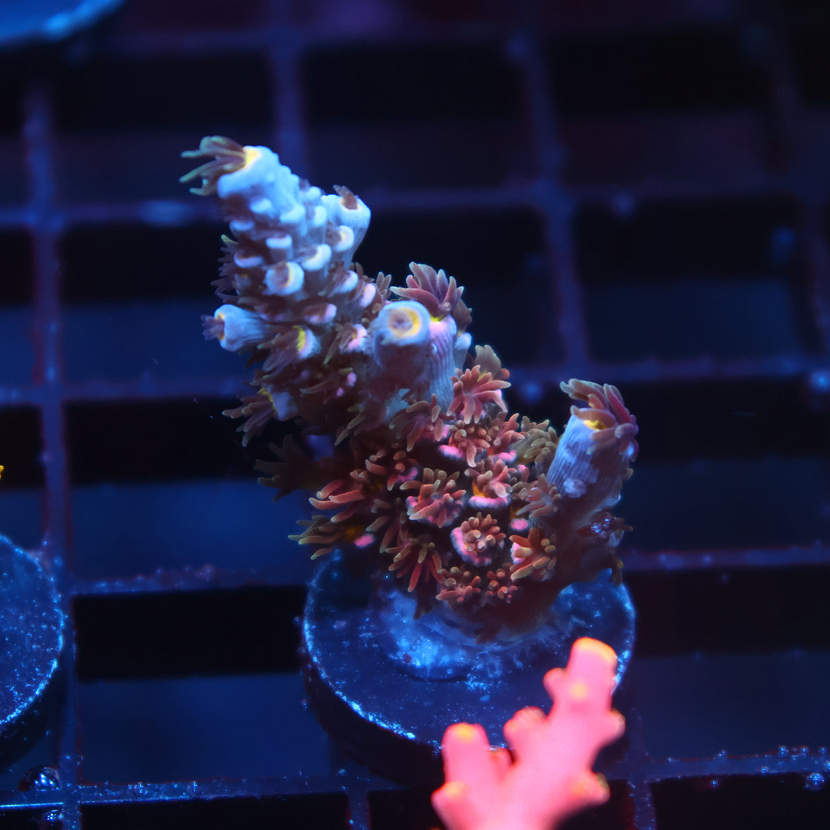 TCK Devastator Tenuis