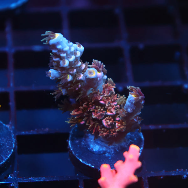 TCK Devastator Tenuis