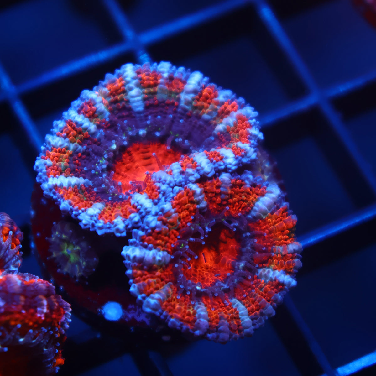 TCK Rainbow Sour Acan Lord