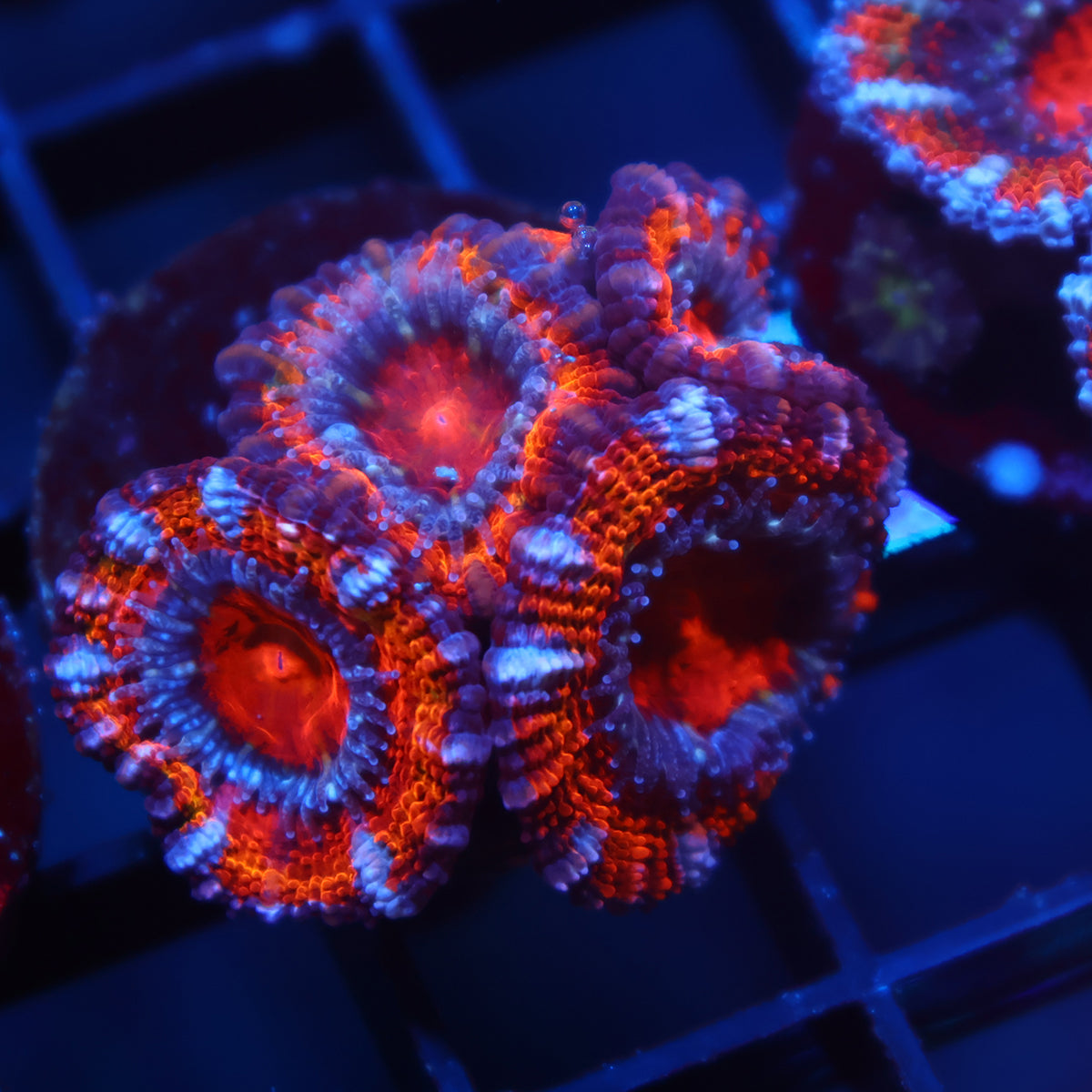 TCK Fluffy Rainbow Acan Lord
