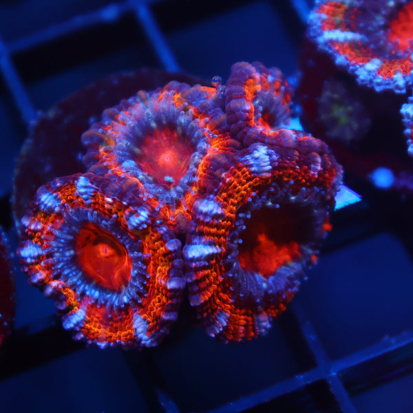 TCK Fluffy Rainbow Acan Lord