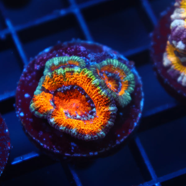 TCK Awesome Orange Acan Lord