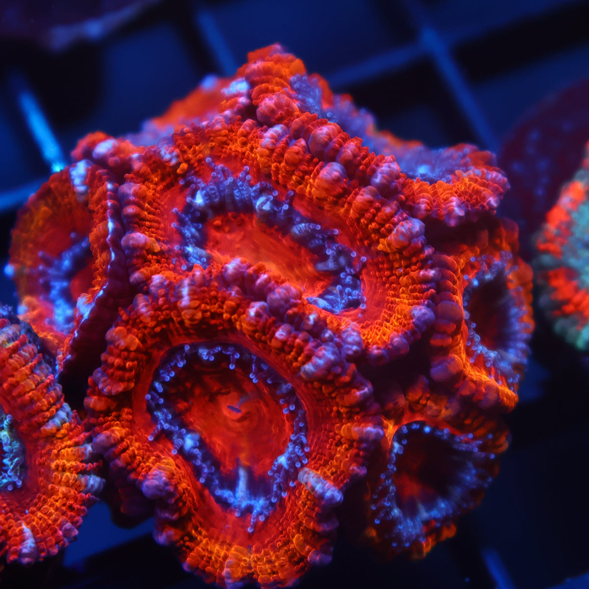 TCK Fluffy Acan Lord