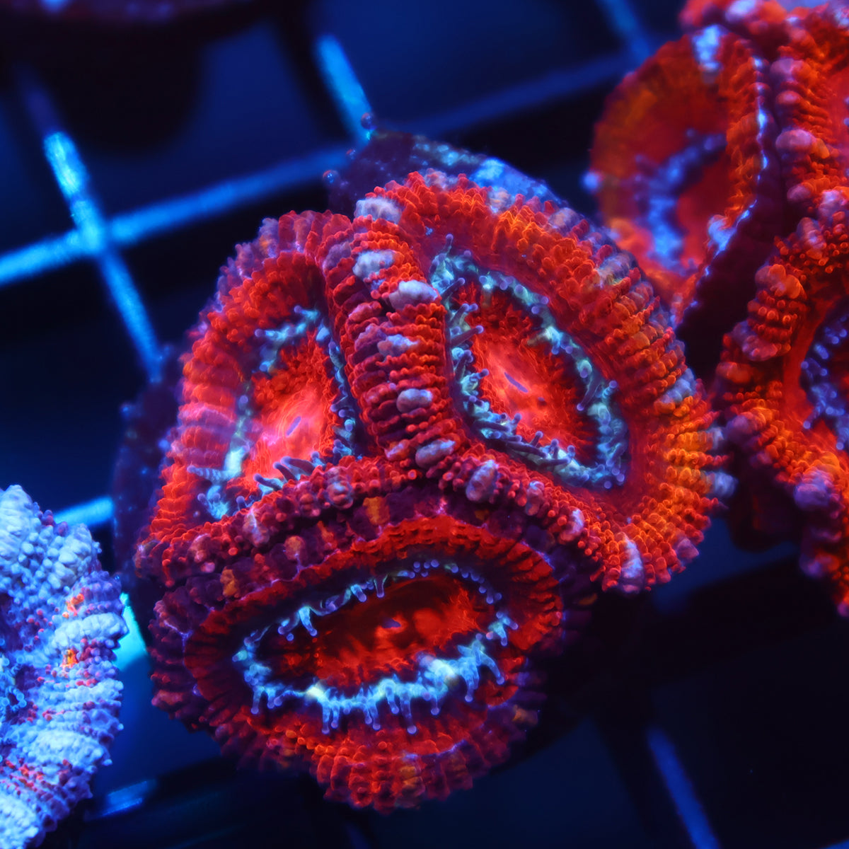 TCK Red Acan Lord