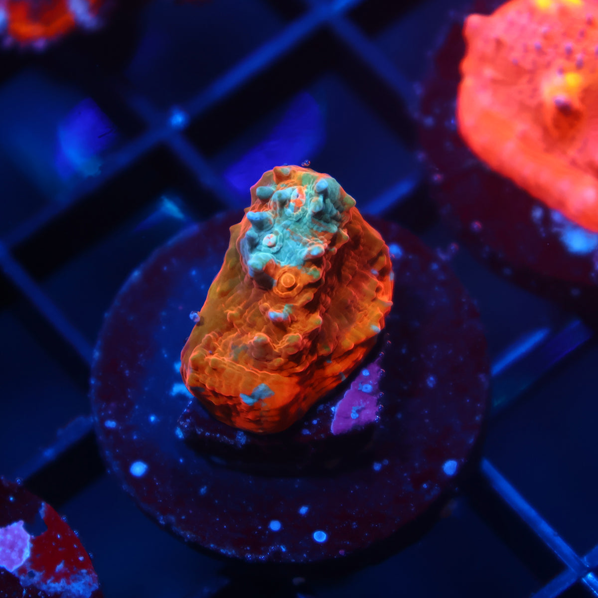 TCK Lightning Orenji Chalice