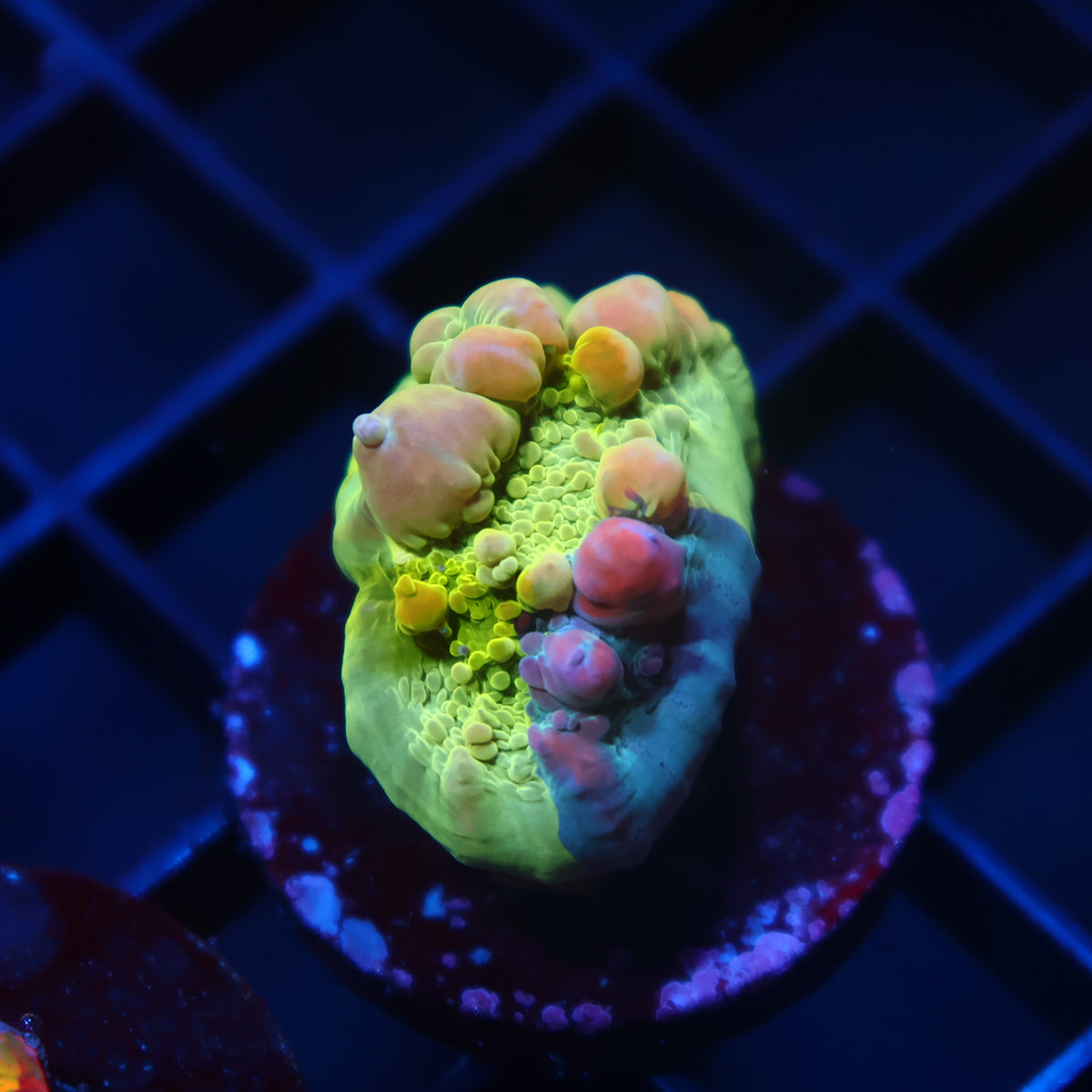 WWC Grafted Cosmic Candy Bounce Chalice