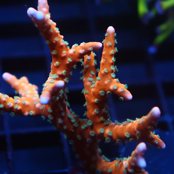 Lg RR Tropicana Anacropora