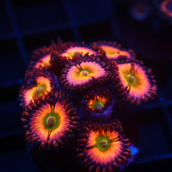 Rainbow Infusions