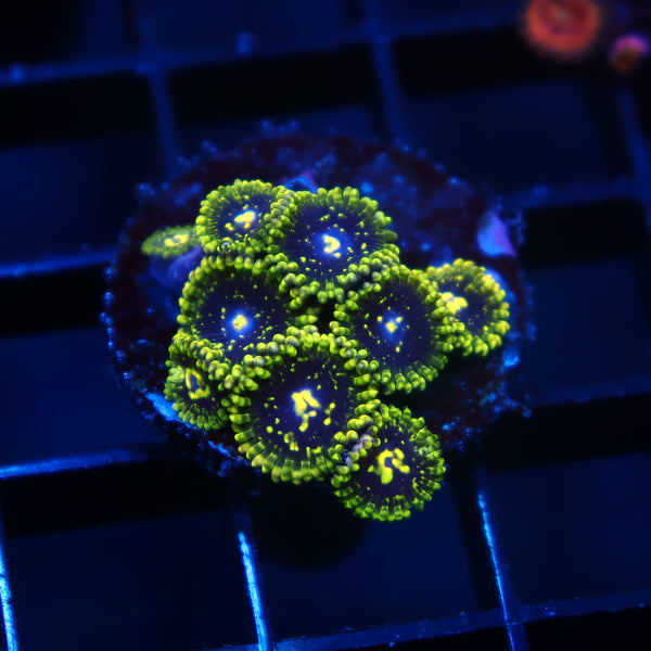 Exospheres