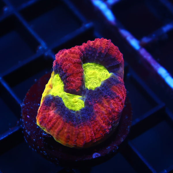 TCK Dragon Soul Favia