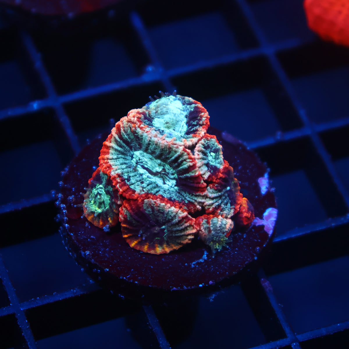 TCK Grafted Micro Favia