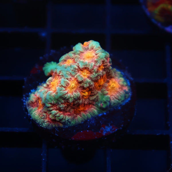 TCK Awesome Sparkly Favia