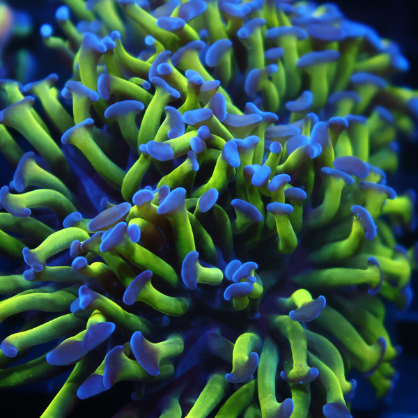 TCK Branching Purple Tips Green Hammer