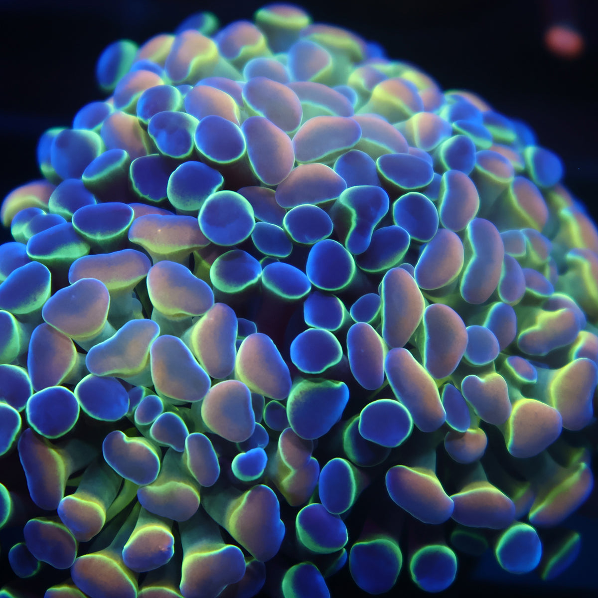 TCK Branching Holographic Hammer