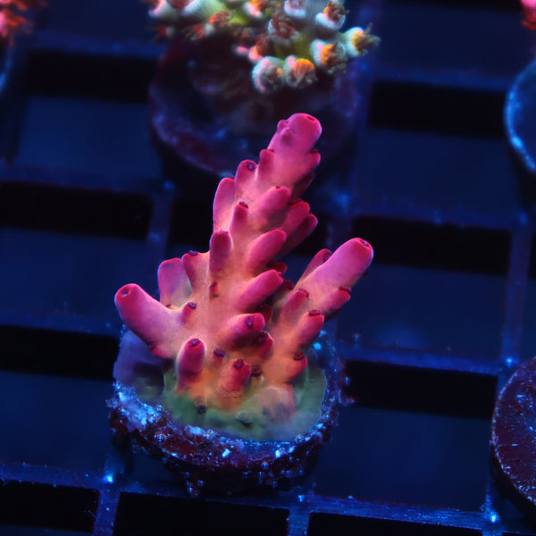 TCK Poisonberry Granulosa