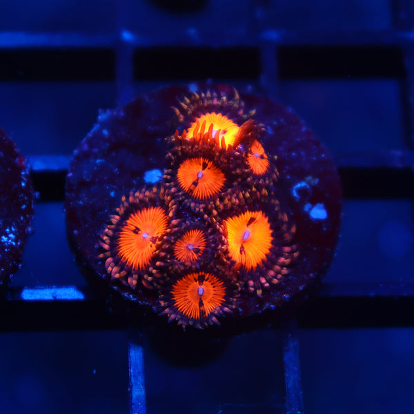 WWC Bloodsuckers