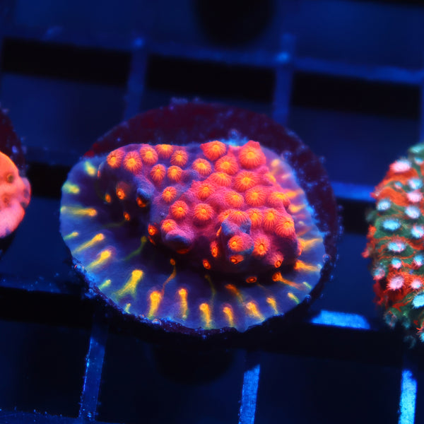 TCK Rainbow Abstract Cyphastrea