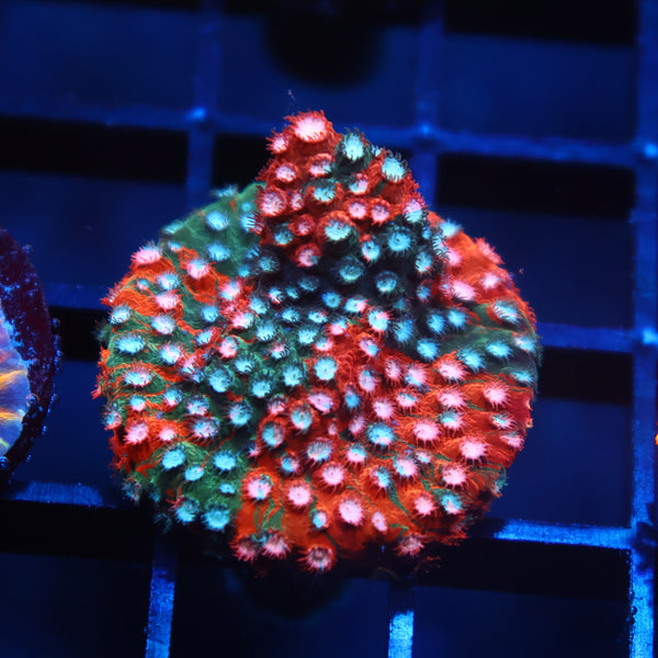 JF Fender Bender Cyphastrea