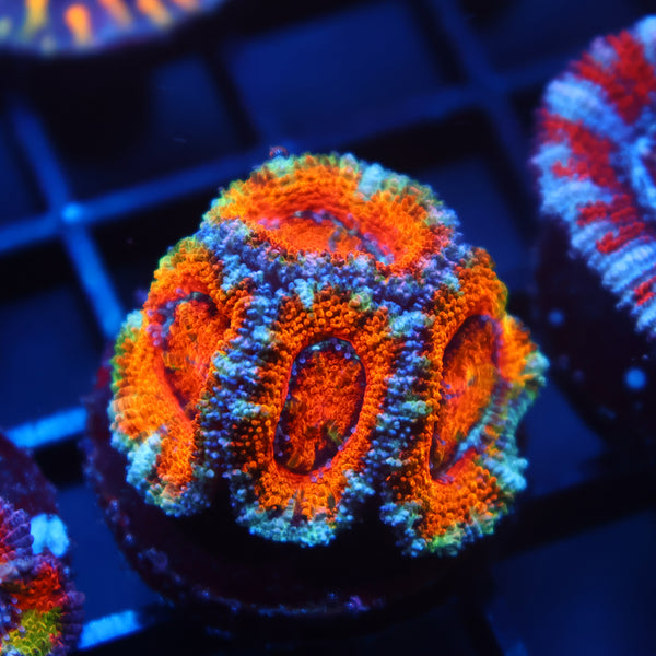 TCK Awesome Orange Acan Lord