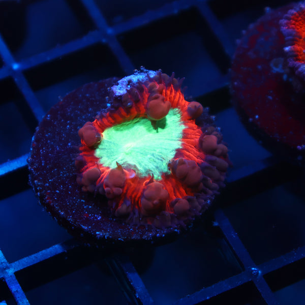 ARC Black Cherry Blasto