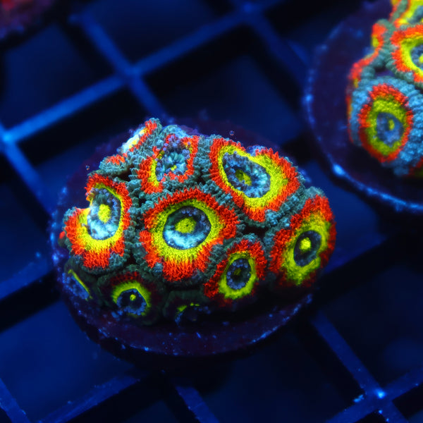 TCK HG Micromussa