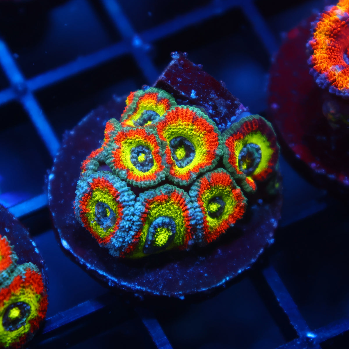TCK HG Micromussa