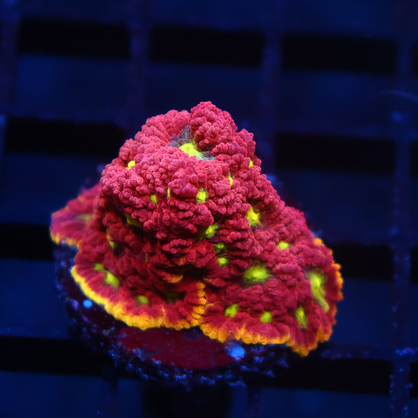 WWC Blood Diamond Favia