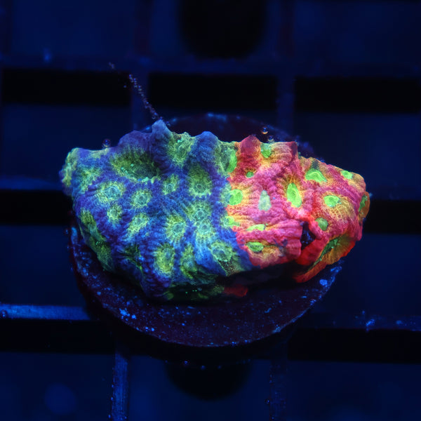 JF Dayglo Favia