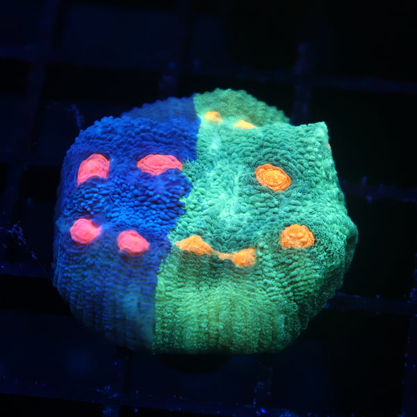 TCK Grafted Candy Eye Chalice