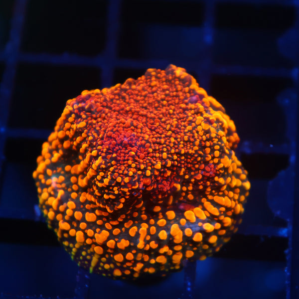 CC Cloudberries Chalice