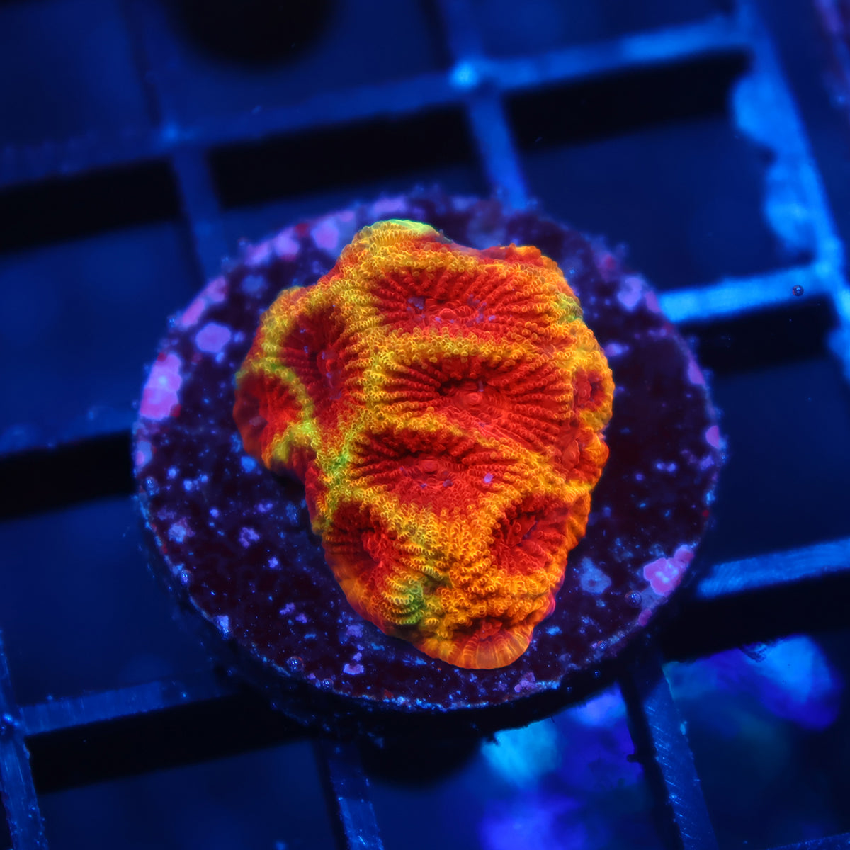 Darth Maul Favia