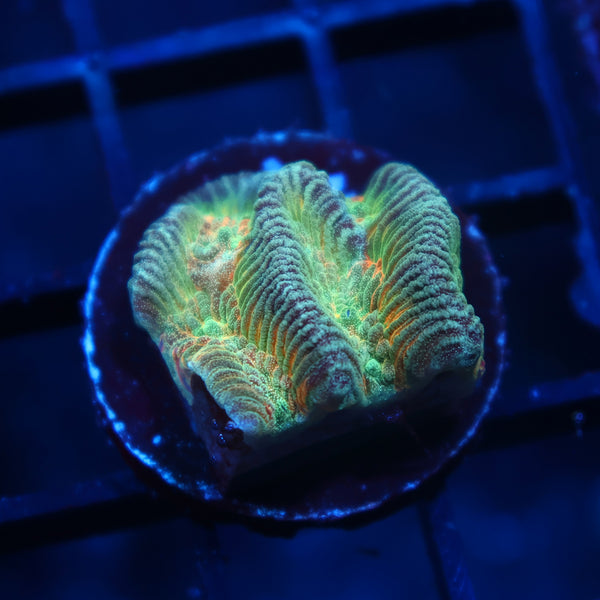 TCK Rainbow Platygyra