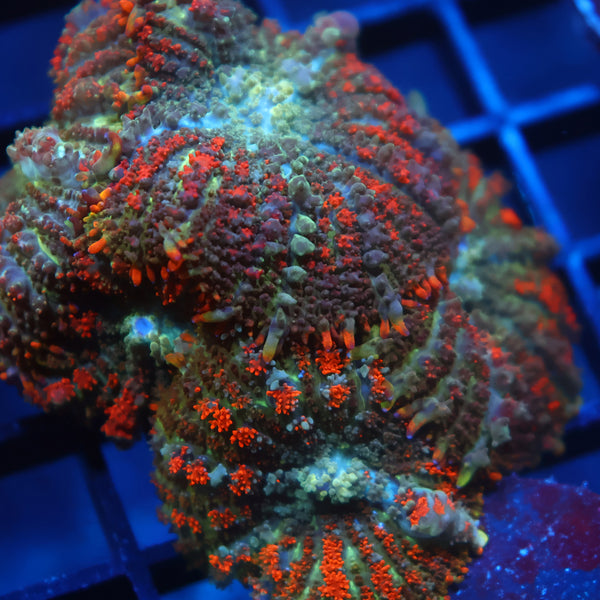 TCK Deathstroke Bounce Mushrooms Mini Colony