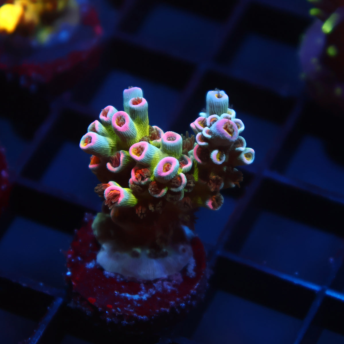TCK Sweet Candy Tenuis