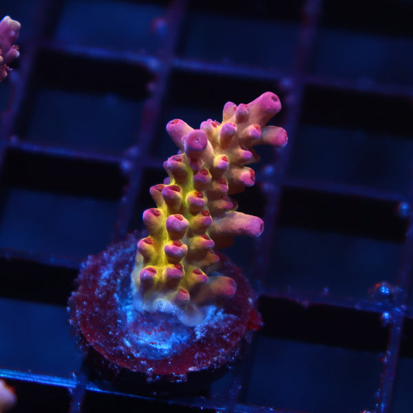 TCK Fireberry Rosaria