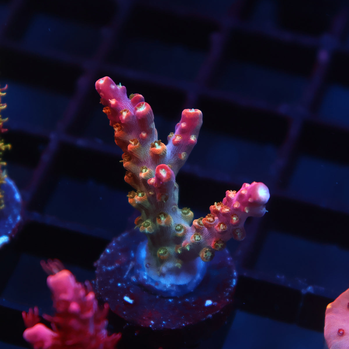 TCK Rainbow Fusion Stag