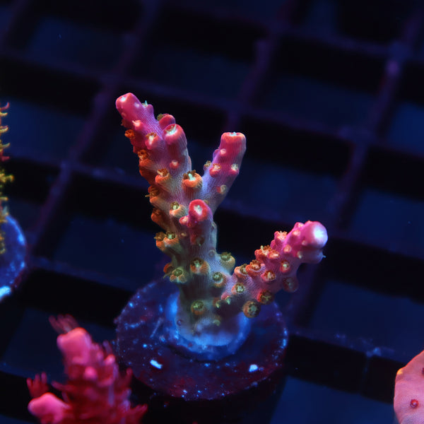 TCK Rainbow Fusion Stag