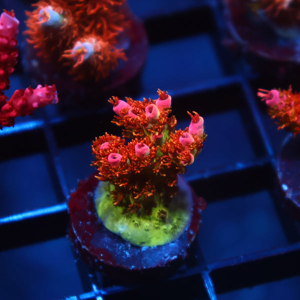 WWC Heartbreaker