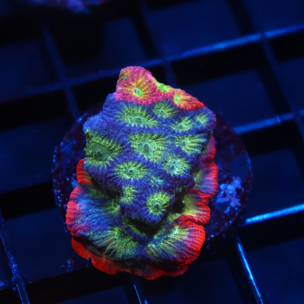 JF Dayglo Favia