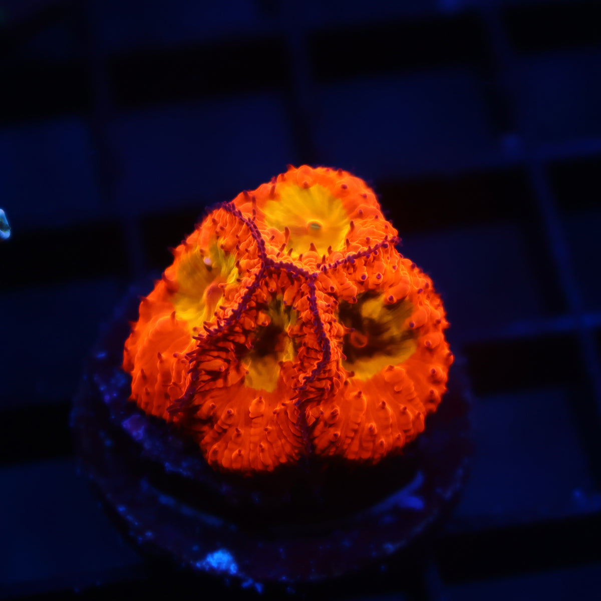 WWC OG Rainbow Blasto