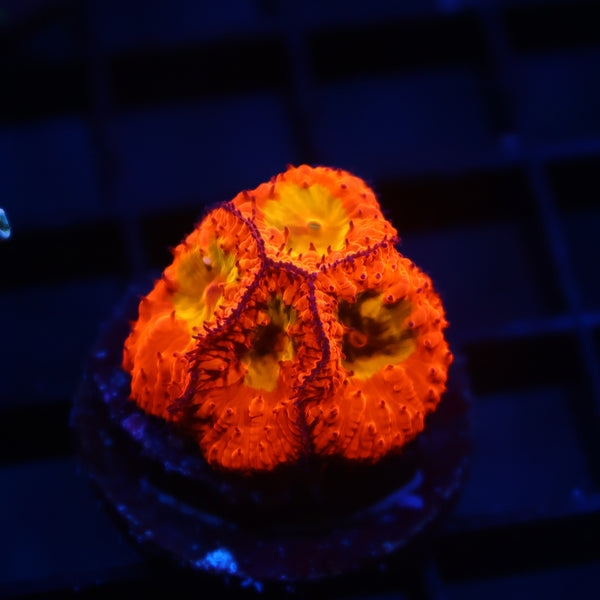 WWC OG Rainbow Blasto