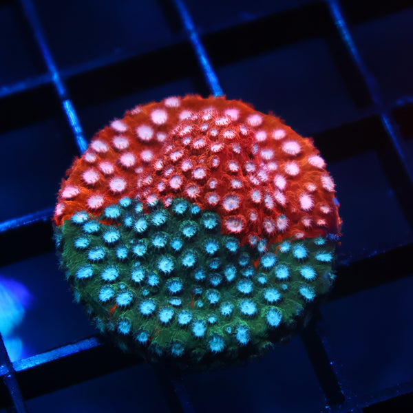 JF Fender Bender Cyphastrea
