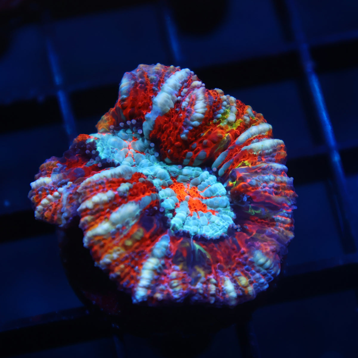 TCK Rainbow Wilsoni