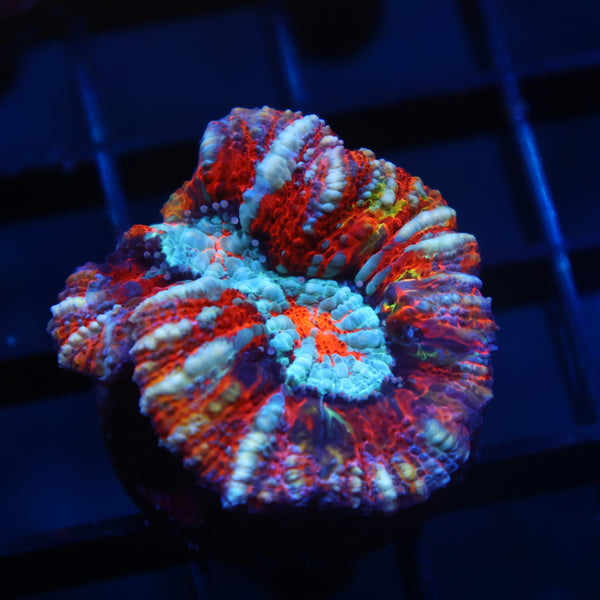 TCK Rainbow Wilsoni