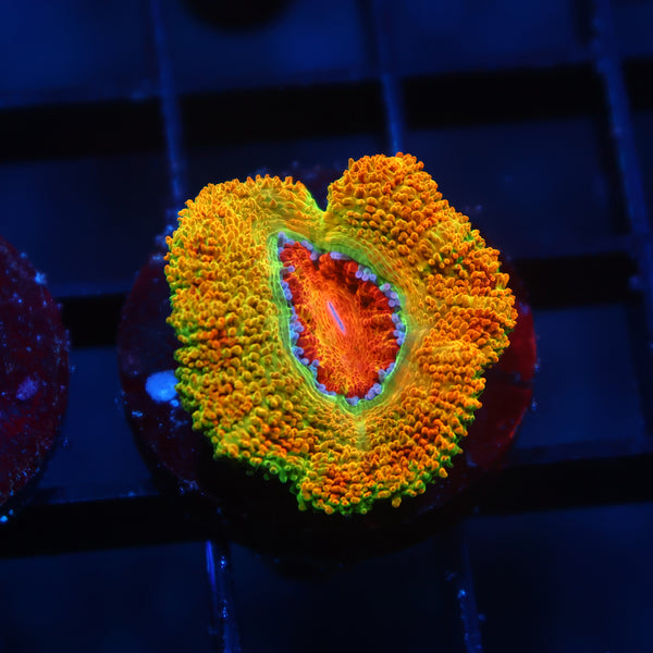 Juicy BSA Killshot Acan Lord