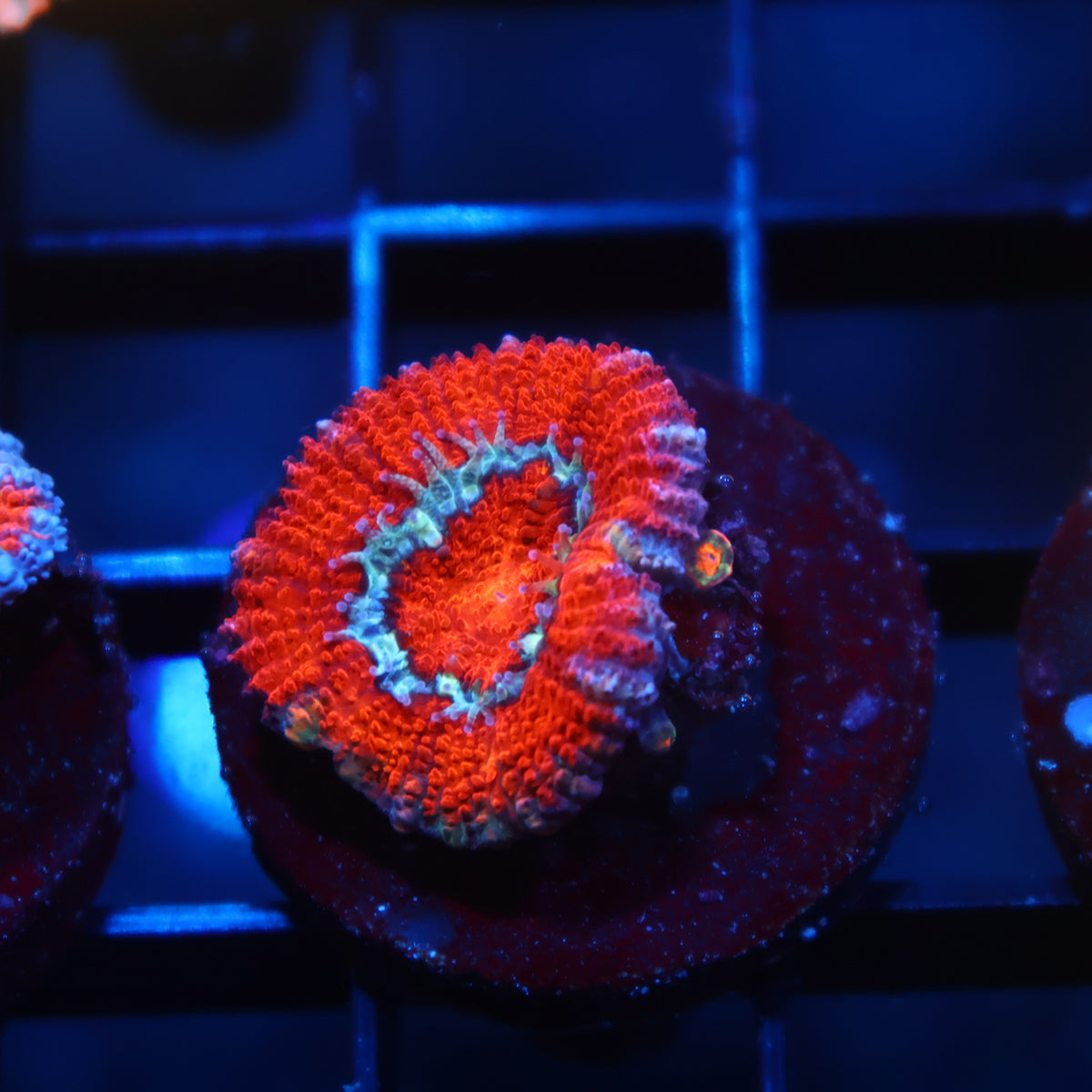 TCK Red Acan Lord
