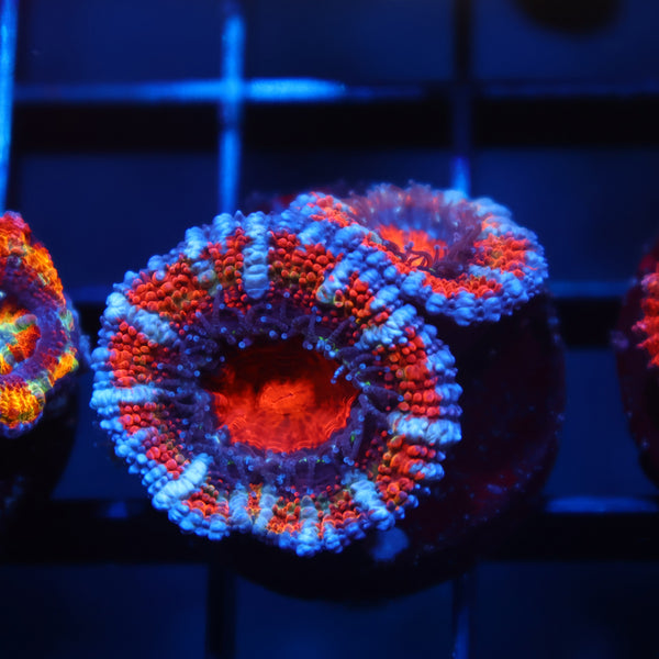 TCK Fruity Striped Acan Lord